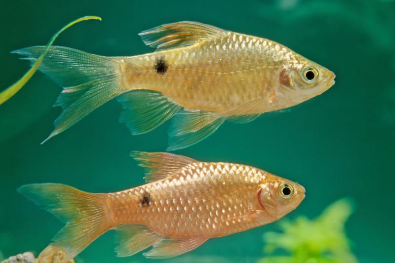 The rosy barb (Pethia conchonius) is a subtropical freshwater
