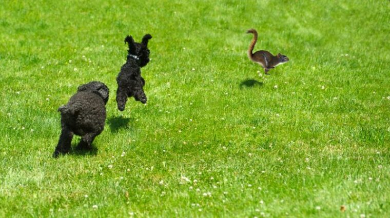 Toy poodle puppy and miniature poodle chasing a squirrel