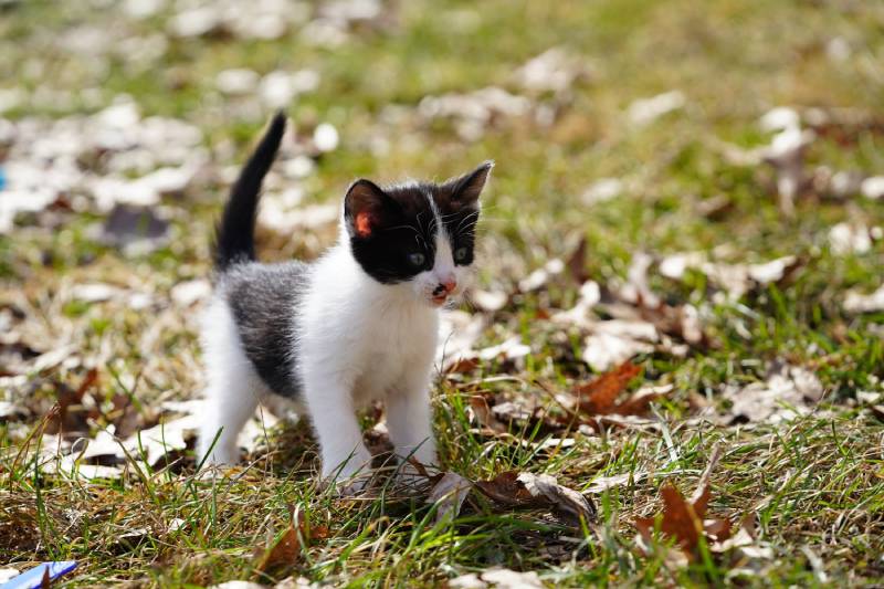 Tuxedo kitten playing outside during the early spring