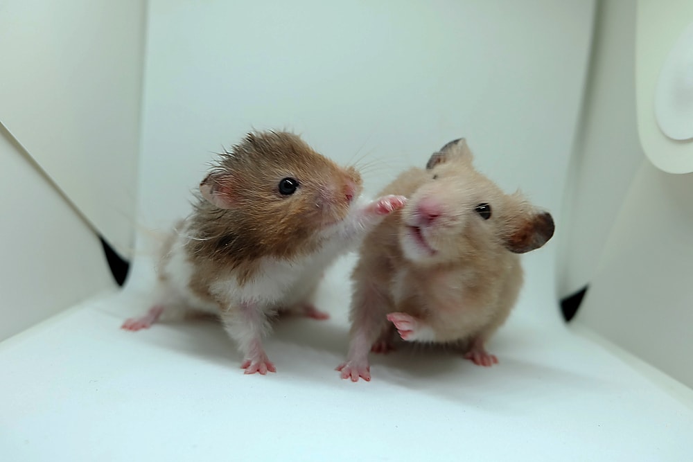 Two syrian hamsters playing together on white background