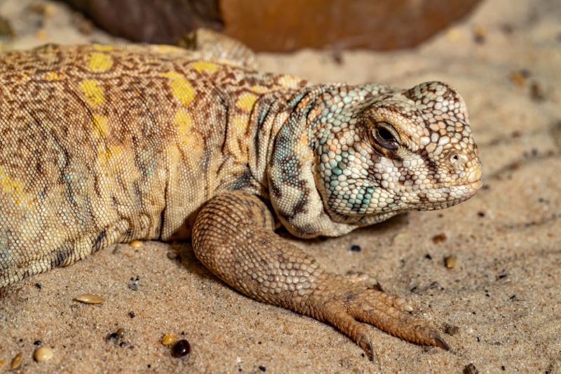 Uromastyx ornata (Ornate Uromastyx) lizard lying on the sand