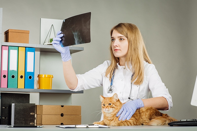Vets nurses examining a cat's x-ray