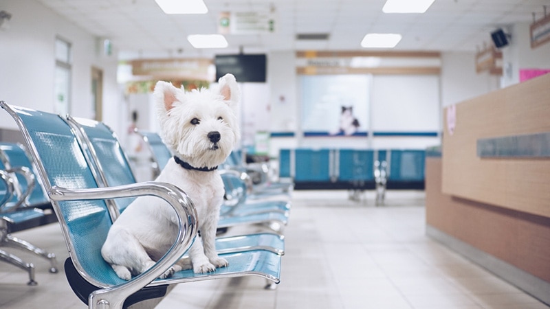 West high white terrier waiting for examination at the vet clinic