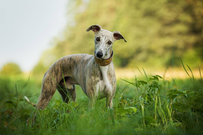 Whippet dog in a meadow