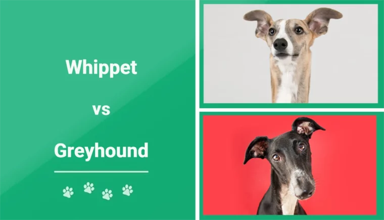 Whippet vs Greyhound - Featured Image