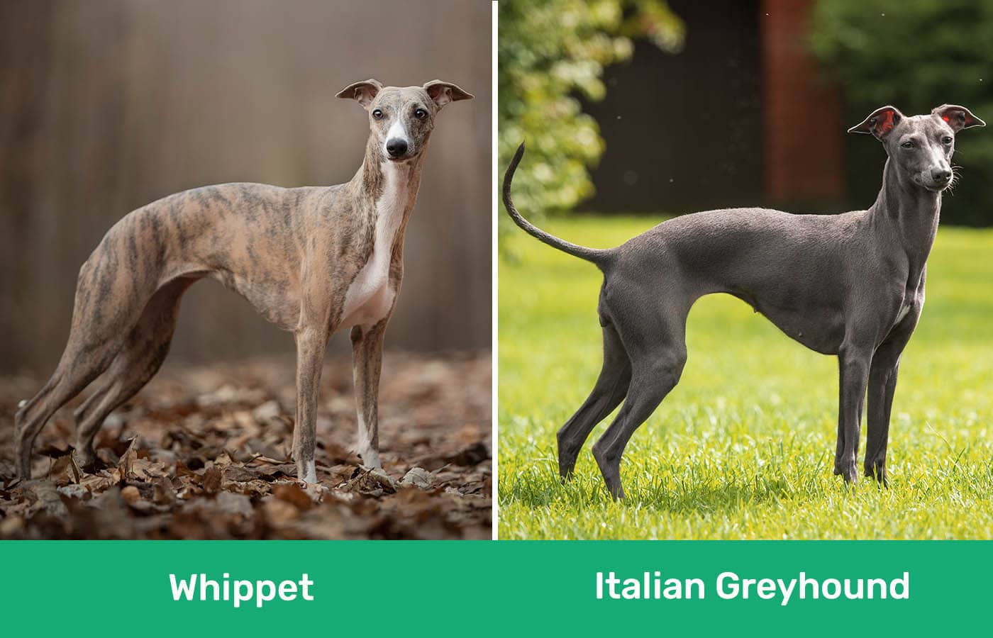 Whippet vs Greyhound side by side