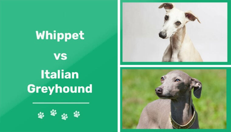 Whippet vs Italian Greyhound