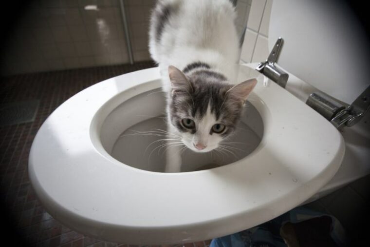 White and grey cat drinking in the toilet bowl in a bathroom