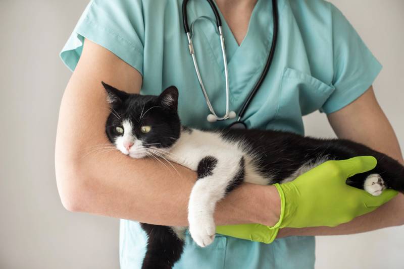 Young male vet doctor holding cute black and white tuxedo cat