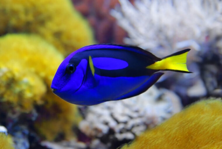 a blue tang fish in the ocean