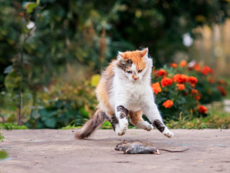 a cat caught a rat outdoor