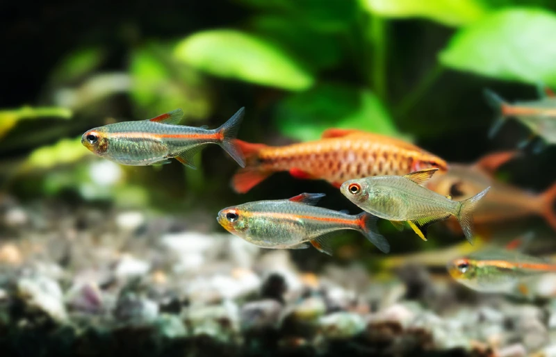 a group of Glowlight tetra fish or Hemigrammus erythrozonus