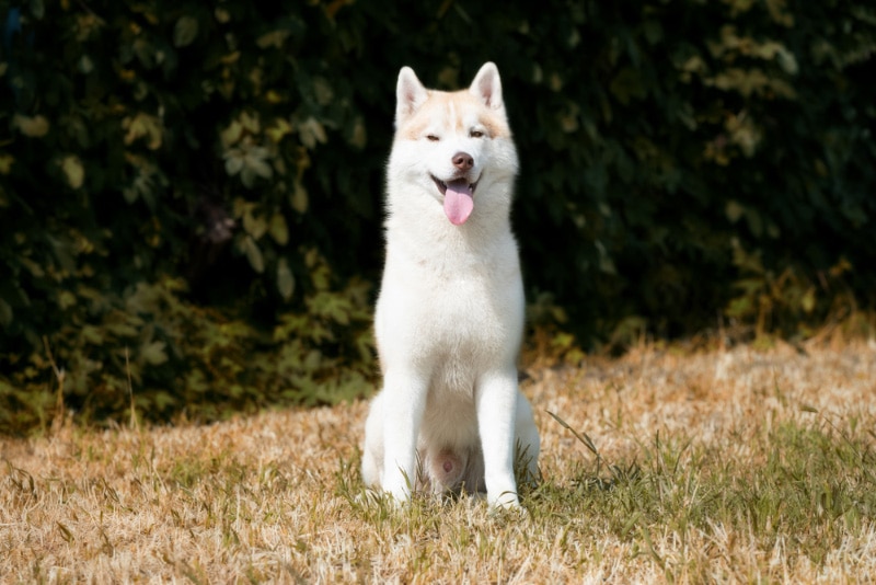 a young male siberian husky dog sitting on grass