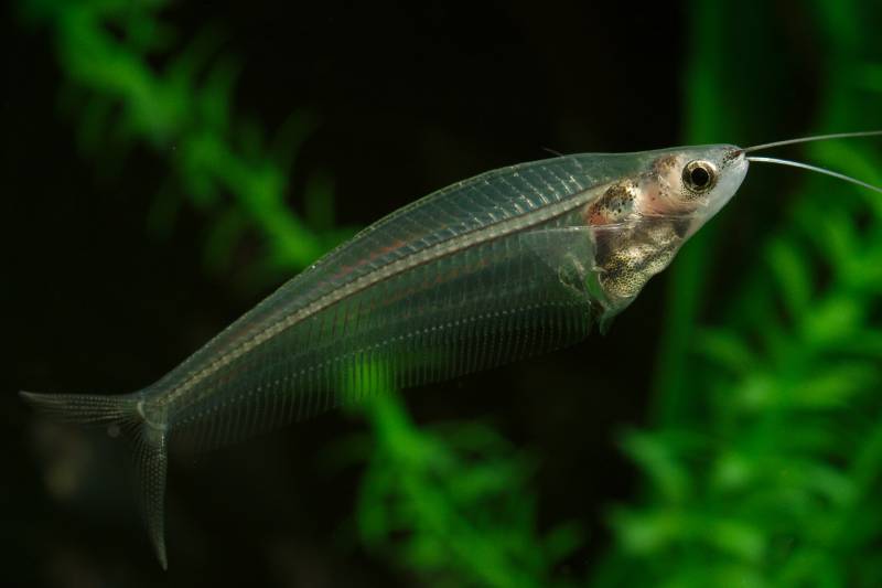 aquarium Glass Catfish