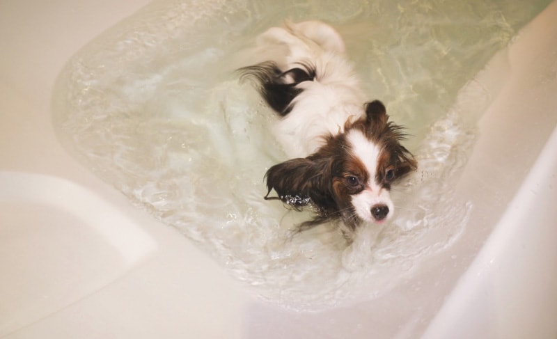 bathing papillon dog in the bathtub