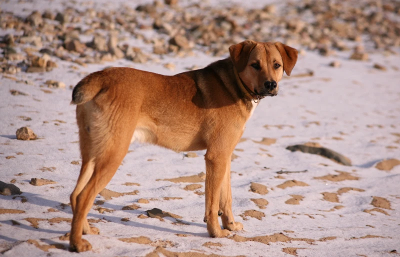 beagle bloodhound mixed breed dog on the beach
