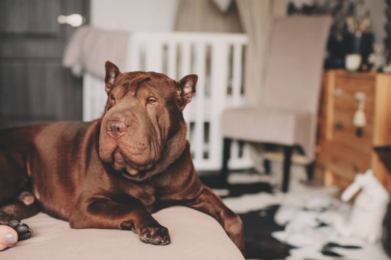 beautiful brown shar pei dog relaxing at home on cozy couch