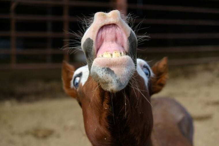 behavior shows foal horse using flehmen response curled up lip showing teeth