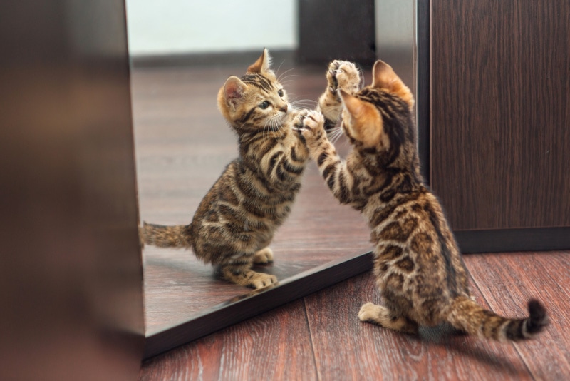 gatinho de bengala coçando o espelho