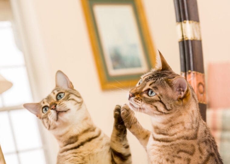 gato de bengala tocando o espelho com a pata