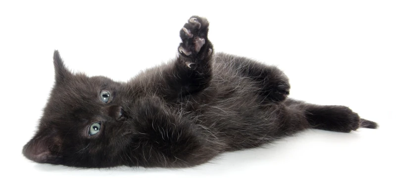black American shorthair cat kitten laying down on white background