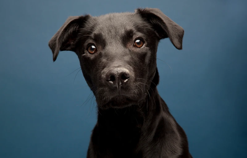 whipador or labrador whippet mixed breed dog on blue background