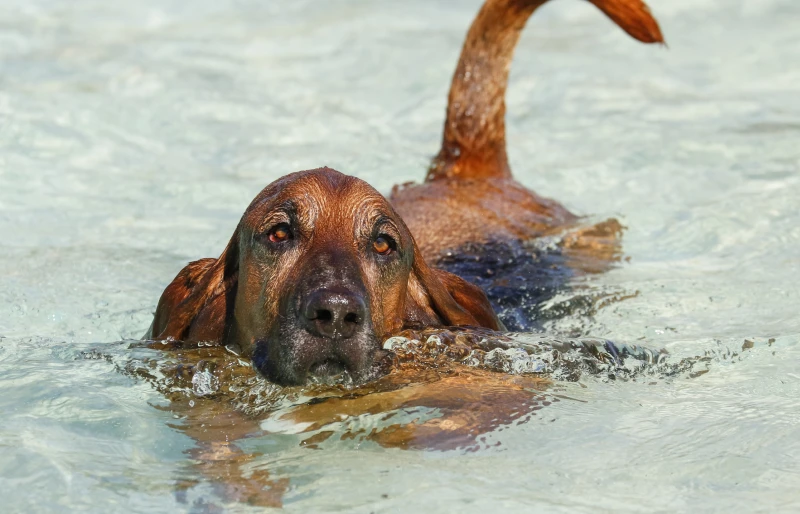 bloodhound basset hound mixed breed dog swimming in the pool