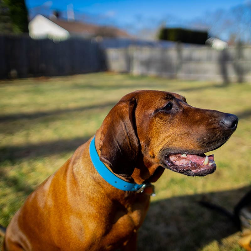 Bloodhound coonhound mix dog outdoor