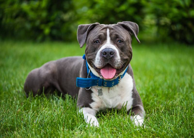 blue American Staffordshire Terrier dog in a green grass lawn