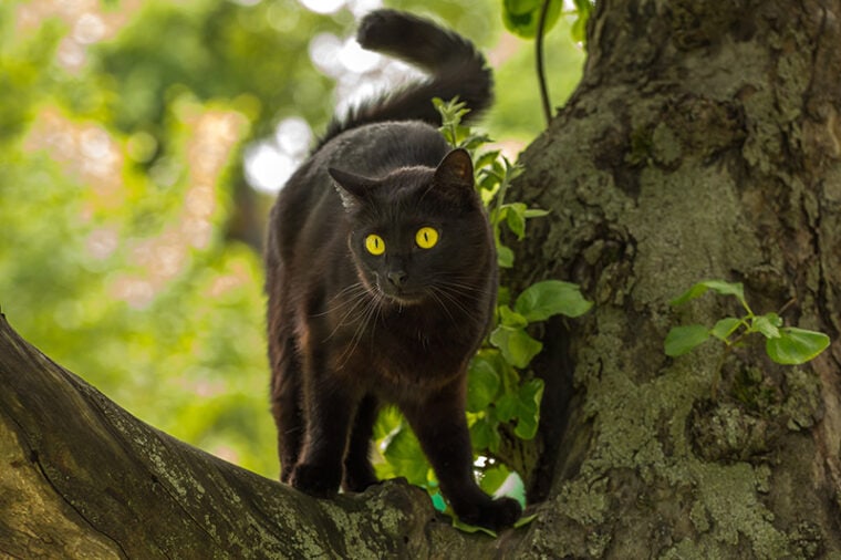 bombay cat standing in a tree