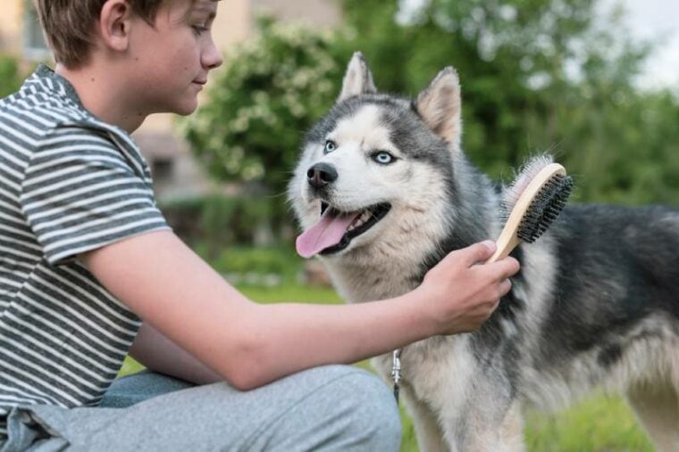 boy brushing husky dog with comb outdoors
