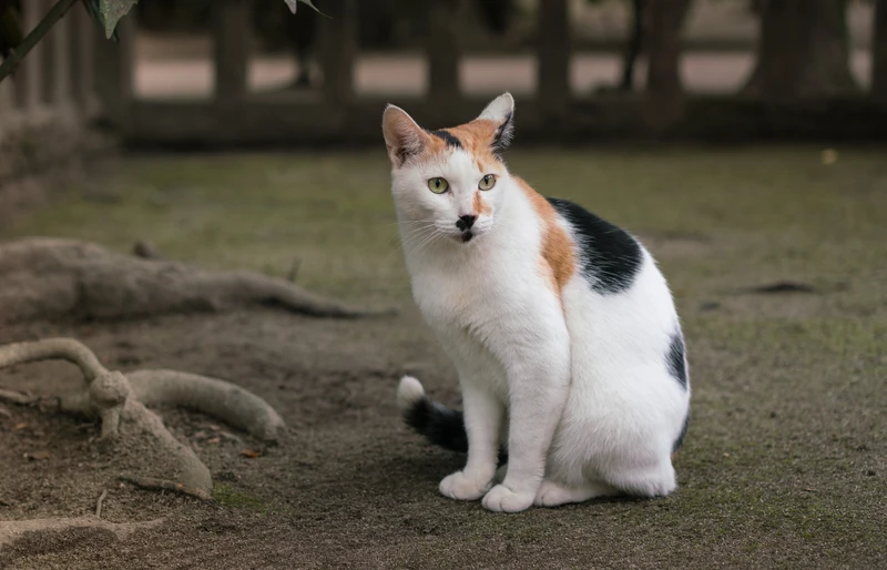 calico cat sitting outdoors