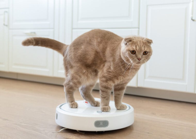 cat standing on the robot vacuum cleaner