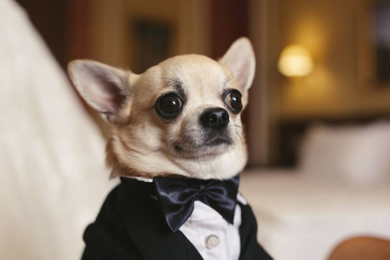 chihuahua dog in a tuxedo at a wedding