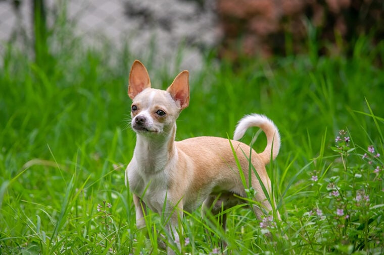 chihuahua standing on the grass