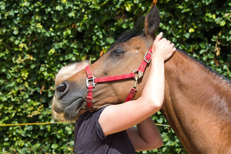 chiropractor giving physical therapy on horse's head
