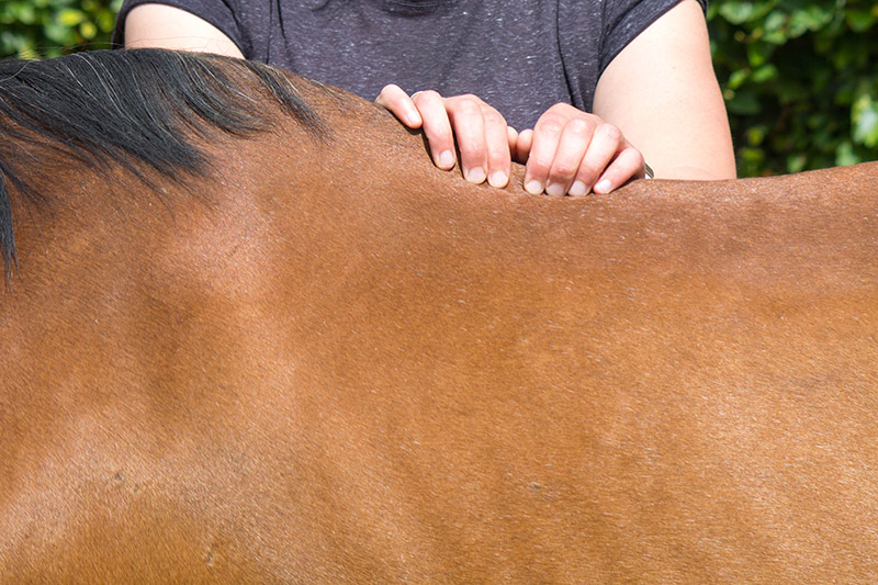 chiropractor massaging horse's back