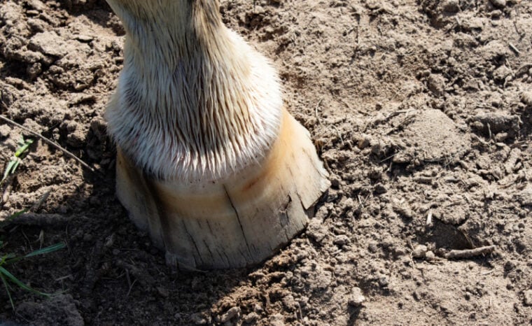 close up of a horse's hoof with splits, cracking, flarring and chips