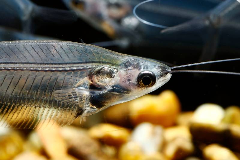 close up of glass catfish