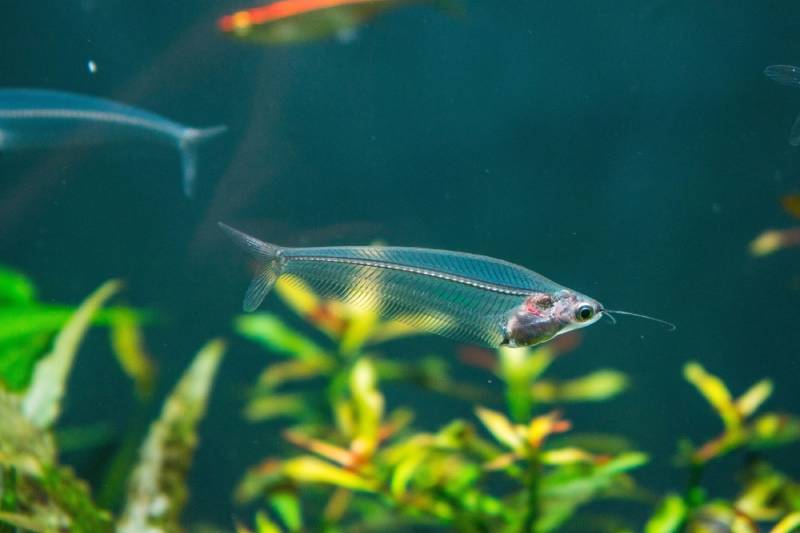 close up of glass catfish