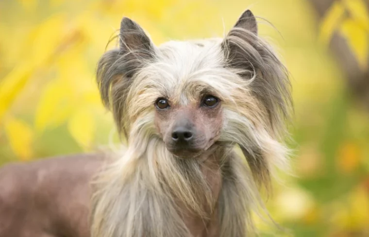 close up portrait of a chinese crested dog outdoors