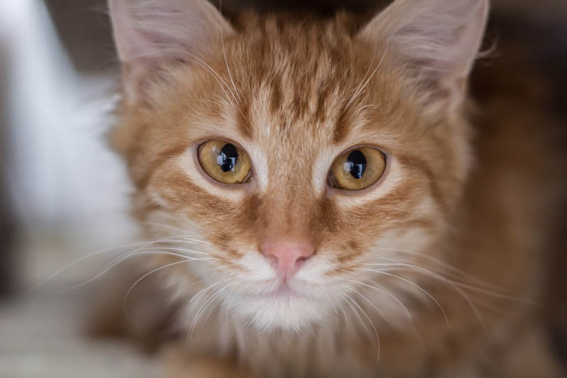 close up tabby Turkish Angora cat