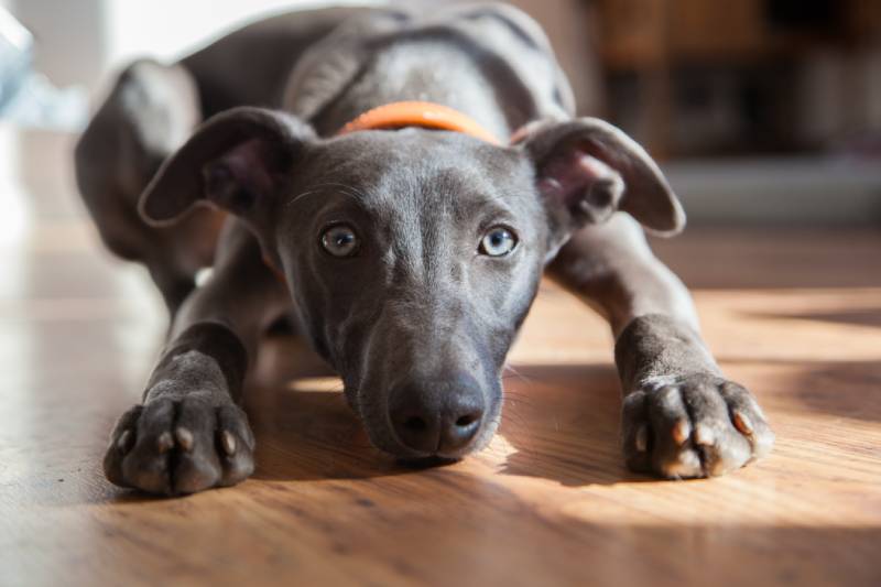 cute whippet puppy lying on a wooden floor looking at camera