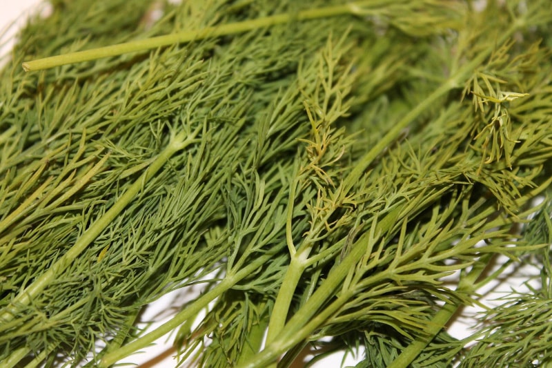 dill herbs