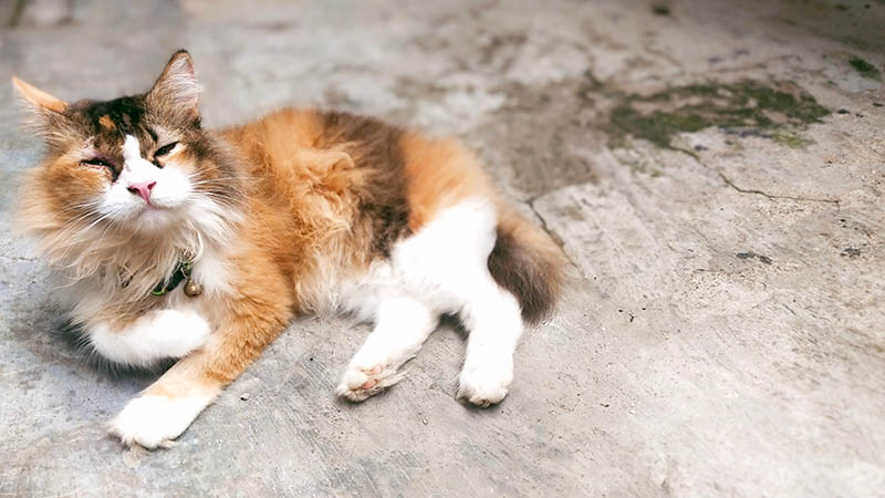 dilute calico turkish angora cat on the floor