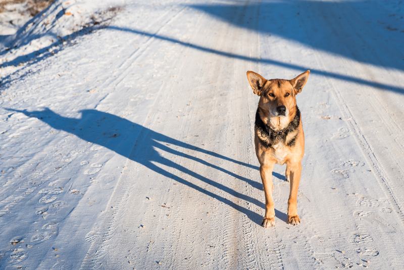 dog is standing in its shadow on the snow covered road