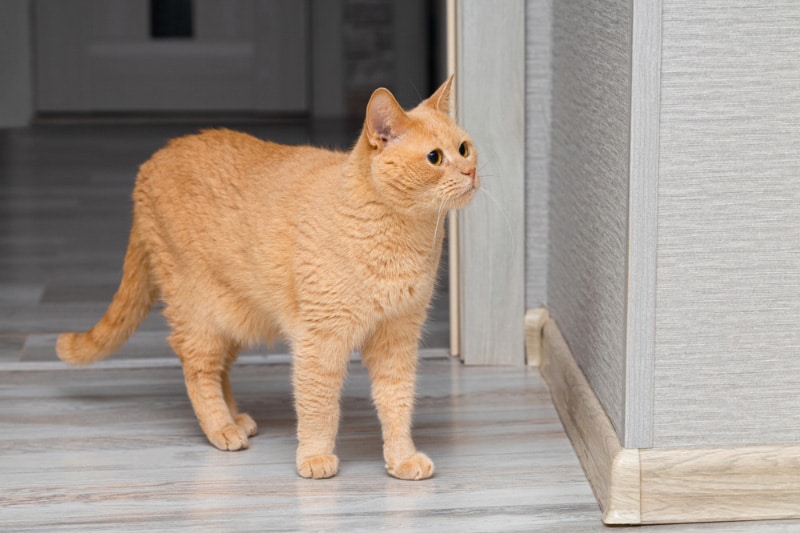 domestic cat walks around the room at home