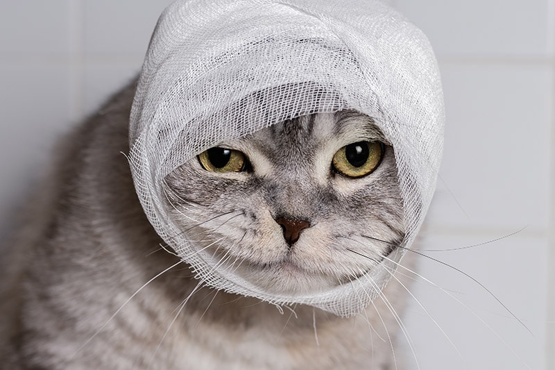domestic cat with bandage on its head