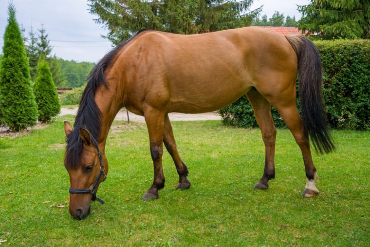 dun horse in the field