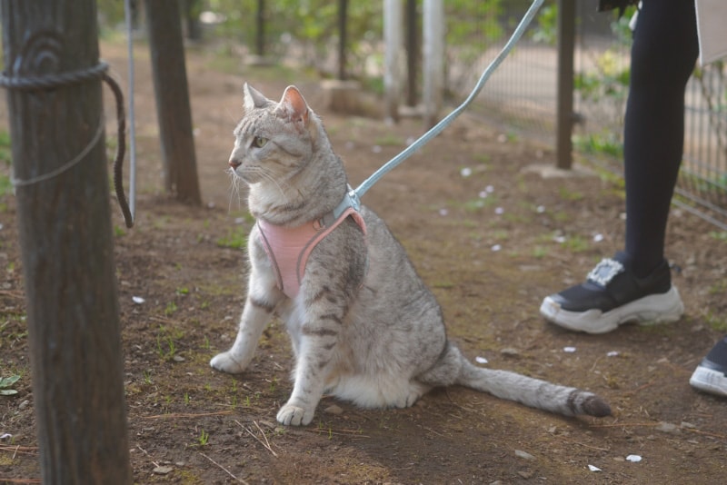 egyptian mau cat in the park with owner